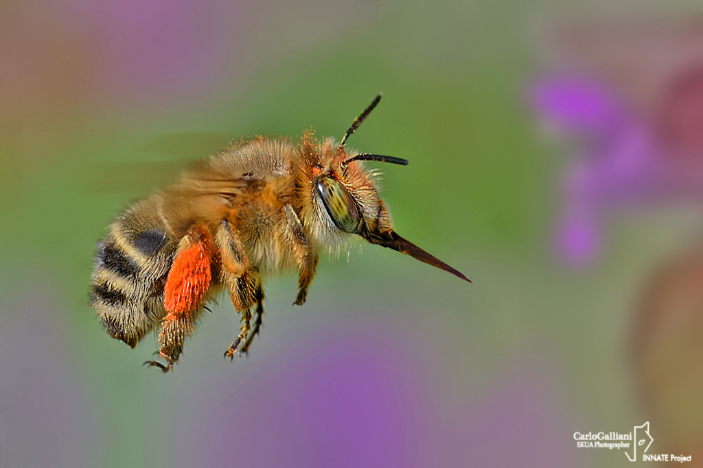 Apidae Anthophorinae: femmina di Anthophora plumipes